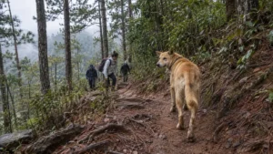 ランビアン山の登山道で後続の登山客を振り返って待つ黄色い犬